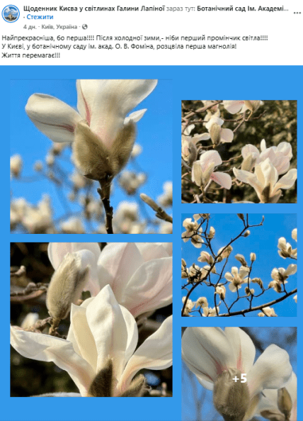 Магнолії у ботанічному саду ім. А. Фоміна