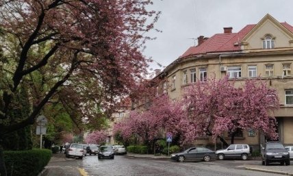 Сакура Закарпатье 