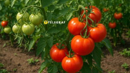 Удобрение для помидоров