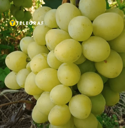 Виноград Міланка чому так називається і чи варто садити