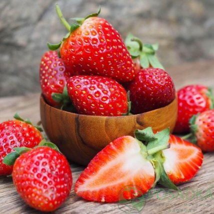 Полуниця Альба