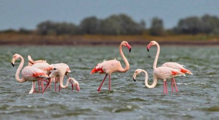 Розовые фламинго в Тузловских лиманах