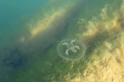 Пресноводная медуза в Днепре