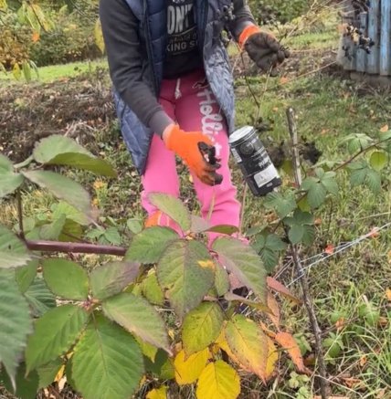 Обрезка ежевики, что надо знать