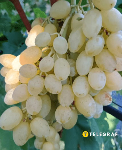 Виноград Кеша мускатний або Златогор