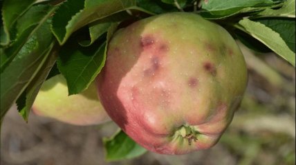 Поврежденное вредителями яблоко