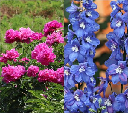 Пионы и дельфиниумы