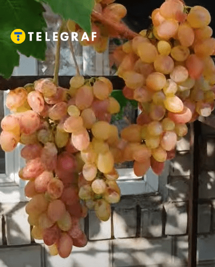 Виноград Тасон