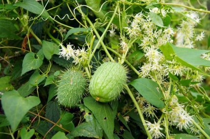 Ежоплодник вьющийся как выглядит