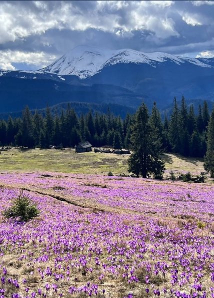 Полонина Кукул, крокуси