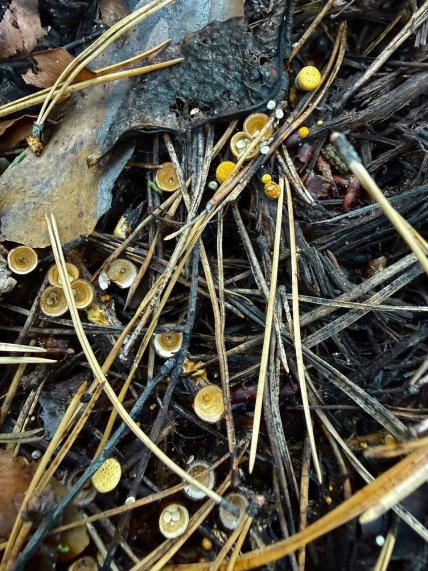 Бокальчики полосатые как выглядят