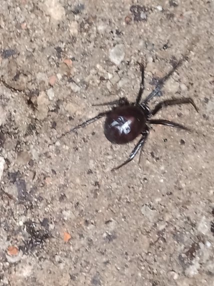 Стеатода крупная или ложная черная вдова