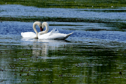 Пара лебедів
