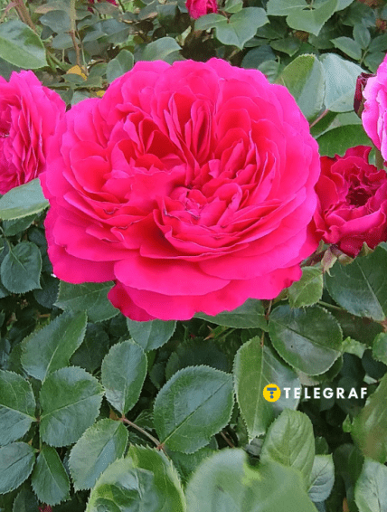 Троянда флорибунда Леонардо да Вінчі