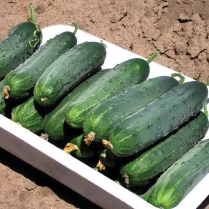 Огурцы Гектор