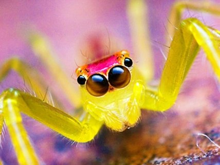 Куда пойти с ребенком на выходных 17 и 18 октября: зоопарк под микроскопом