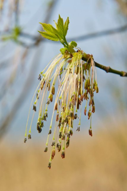 Клен ясенелистный