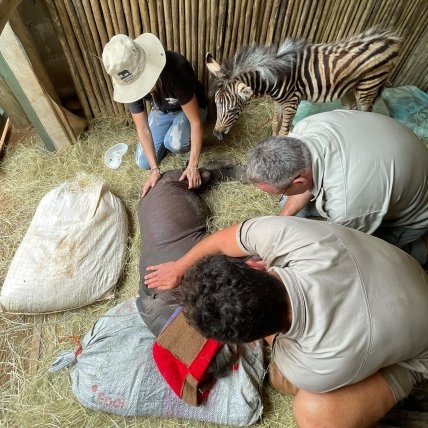 У заповіднику подружилися зебра та носоріг