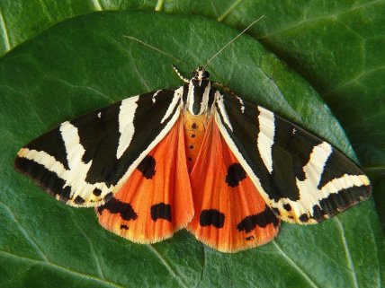 Ведмедиця Гера, ведмедиця чотирикрапкова