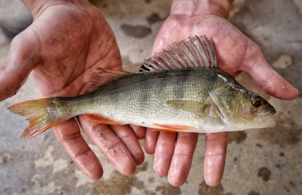 Окунь обыкновенный (Perca fluviatilis)