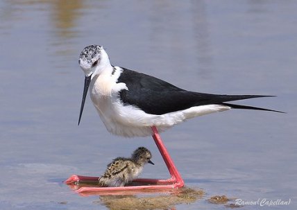 Кулик-долгоног