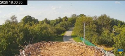 В небе над гнездом пролетает четверка. Возможно, это Лелевич, Мечта, Махаон и Ника.