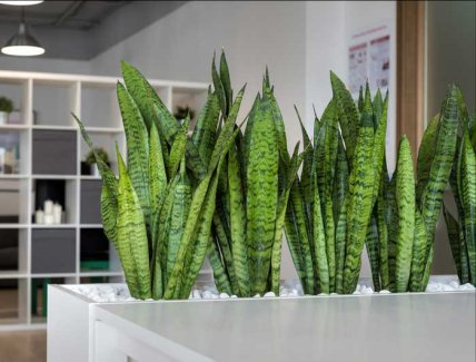 Сансев'єрія