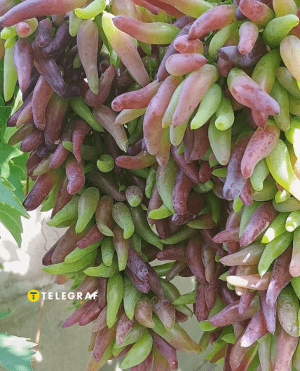 Виноград без кісточок Геловін