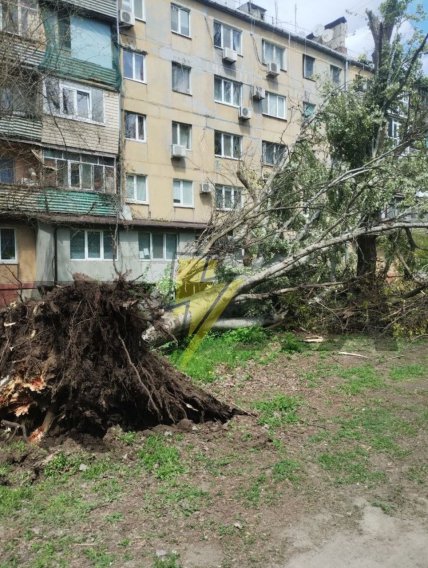 В Запоріжжі вітер виривав дерева з землі
