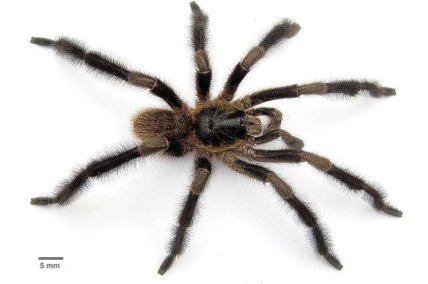 Trichopelma grande