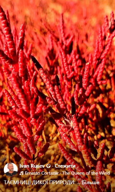 Солерос трав'янистий