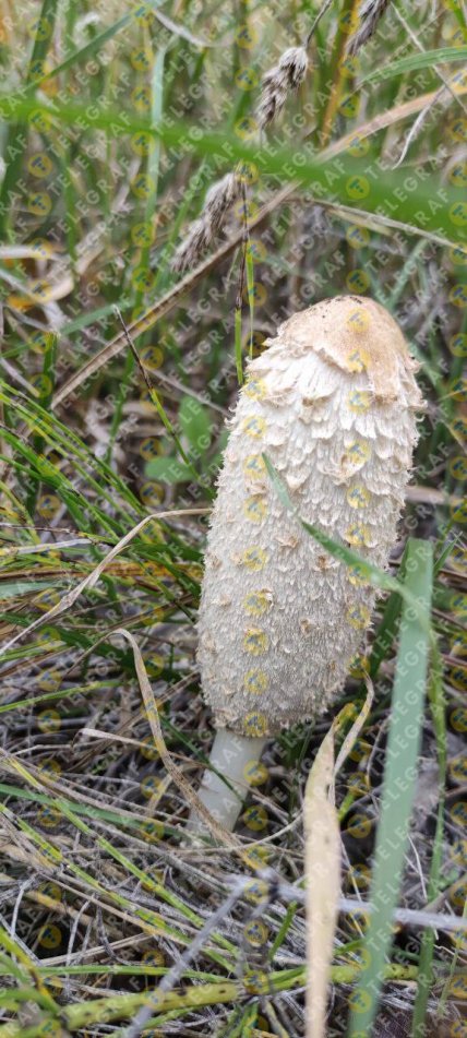 Навозник белый