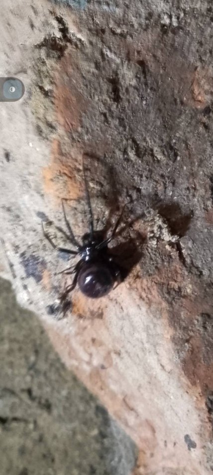 Стеатода крупная