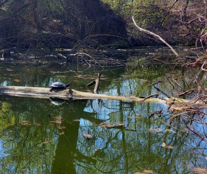 Черепахи в Чернигове