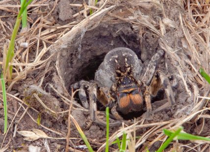 Тарантул возле норы. Фото: nature.kr