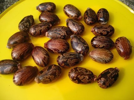 Як виглядає насіння кліщовини