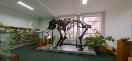 Скелет мамонта в Виннице