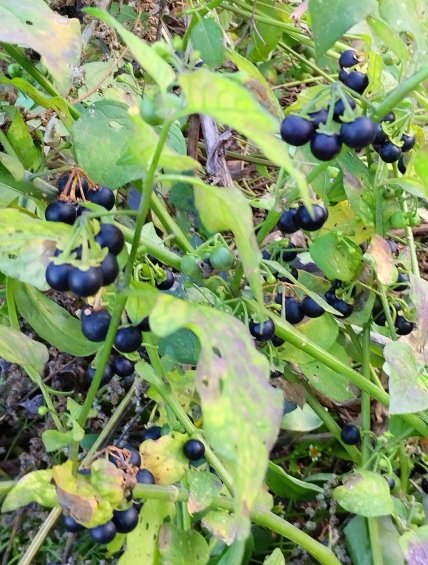 Паслен черный как выглядит