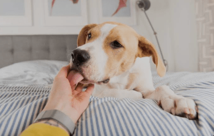 Собака облизує руки