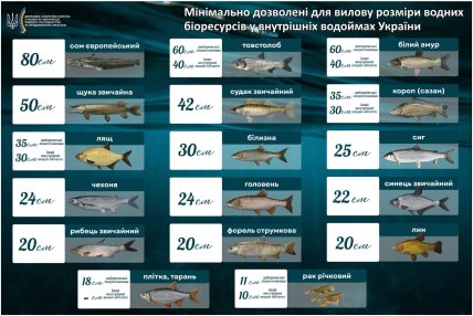 Мінімально дозволені для вилову розміри риби та раків
