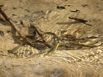 Мінога українська