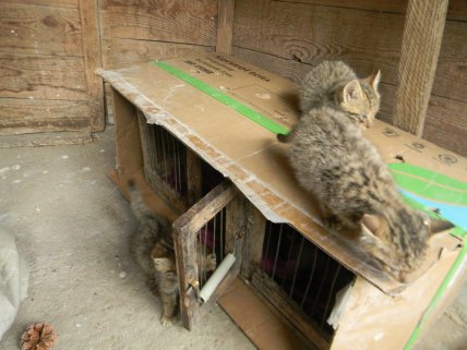 В Одеській області знайшли кошенят лісового кота