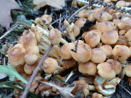 Несправжній опеньок сірчано-жовтий