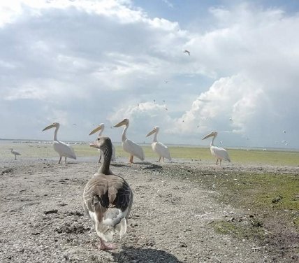 тузловские лиманы