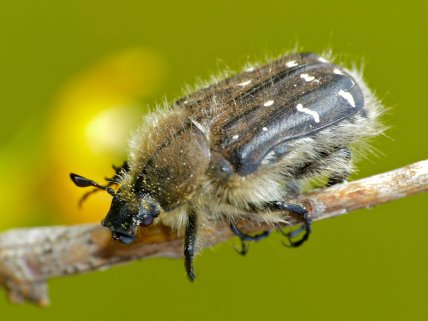 Бронзівка волохата або оленка волохата