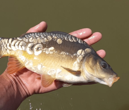 Рыба карп зеркальный