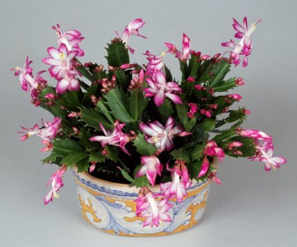 різдвяний, декабрист