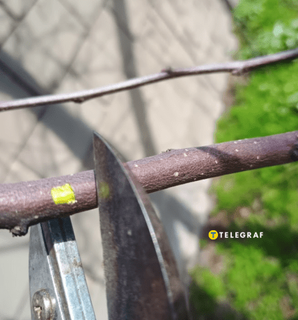 Дерево живе чи загинуло, як дізнатися