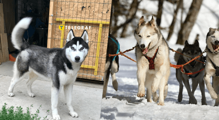 Собака породи хаскі