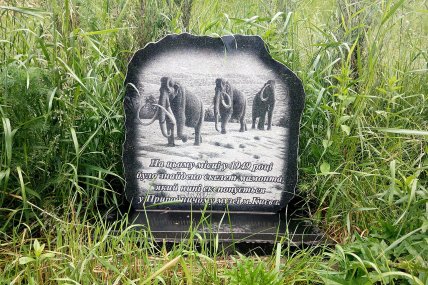 У селі Гатне, на Київщині в 1949 році знайшли рештки мамонта